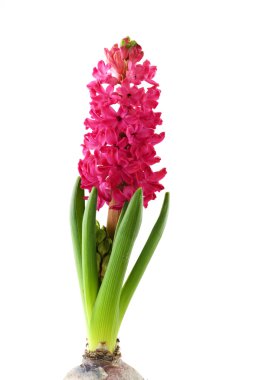 Pink Hyacinth clipart