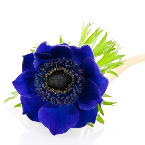 Mavi anemon çiçeği — Stok fotoğraf