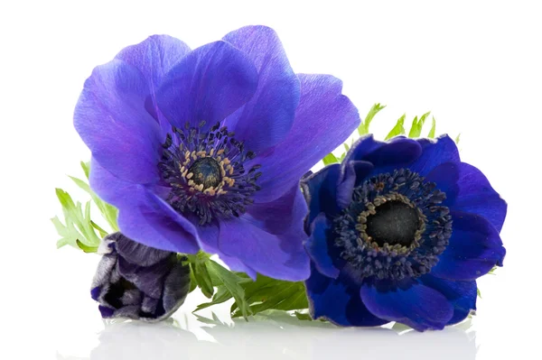 Mavi anemon çiçeği — Stok fotoğraf