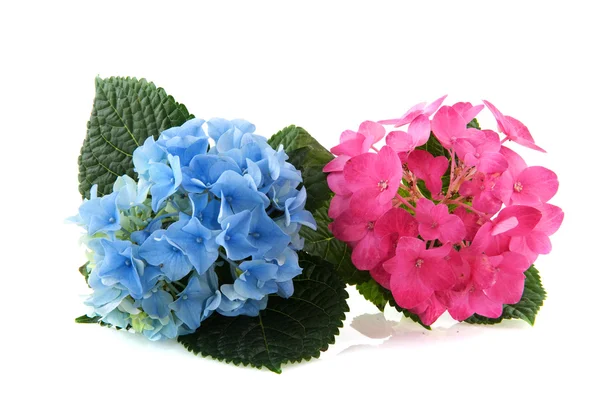 Blå och rosa hortensia — Stockfoto