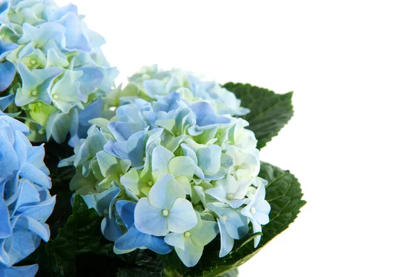 Hortensia azul —  Fotos de Stock