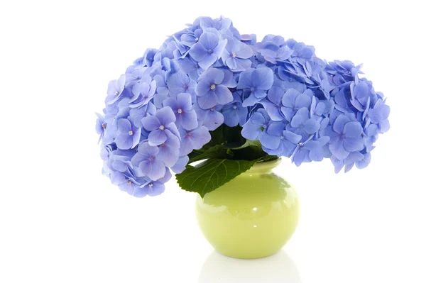 Blaue Hortensie in der Vase — Stockfoto