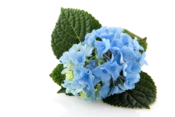 Kék hortenzia — Stock Fotó