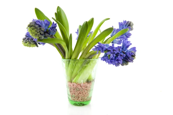 Boeket hyacinten in vaas — Stockfoto