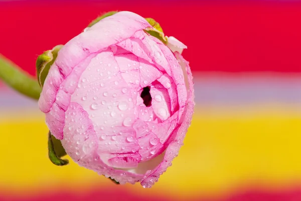 Pink buttercup on colorful background — 图库照片