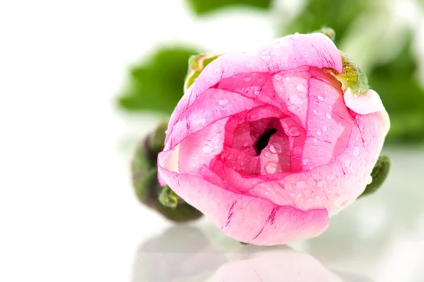 Pink buttercup — Stock Photo, Image
