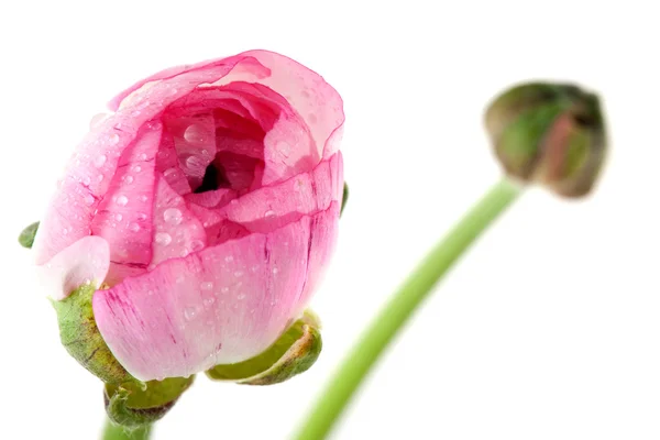 Pink buttercup — Stock Photo, Image