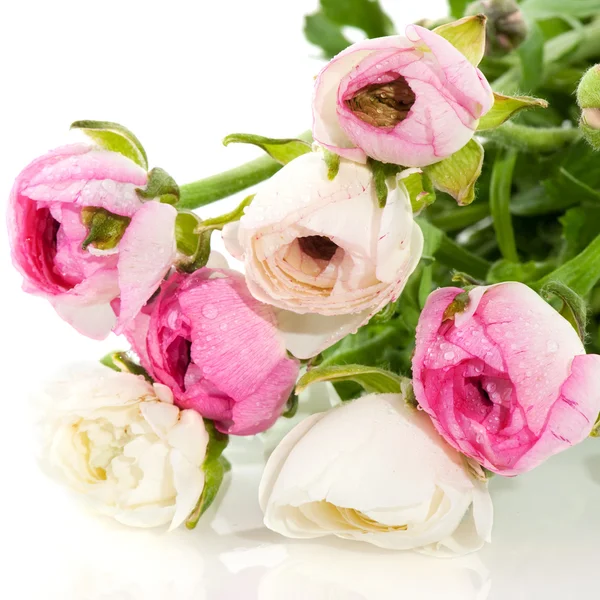 Розовые и белые лютики — стоковое фото