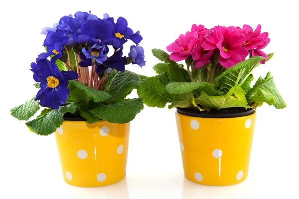 Colorful Primroses — Stock Photo, Image