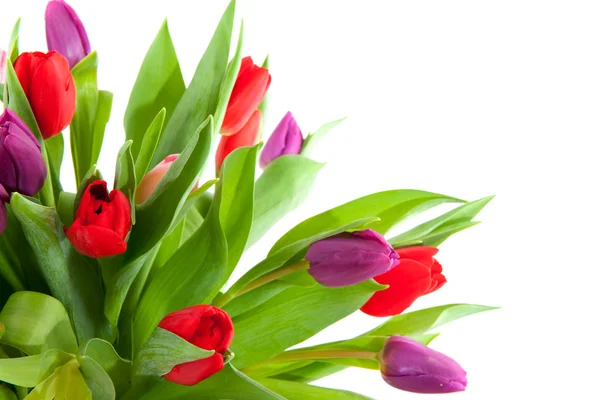 Barevné tulipány v rohu — Stock fotografie