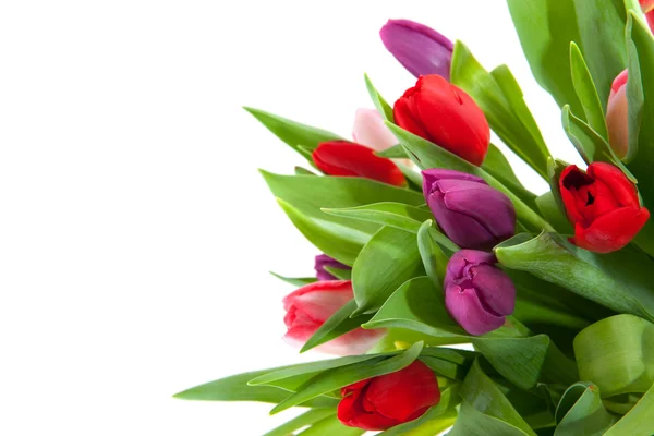 Kleurrijke tulpen in hoek — Stockfoto