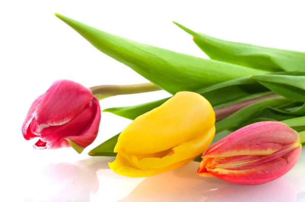 Três cores tulipas — Fotografia de Stock