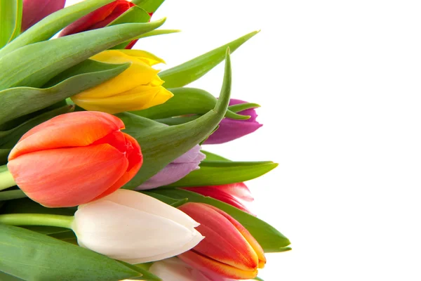 Цветные тюльпаны весной — стоковое фото