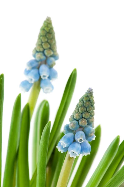 Modré hyacinty společné grape — Stock fotografie