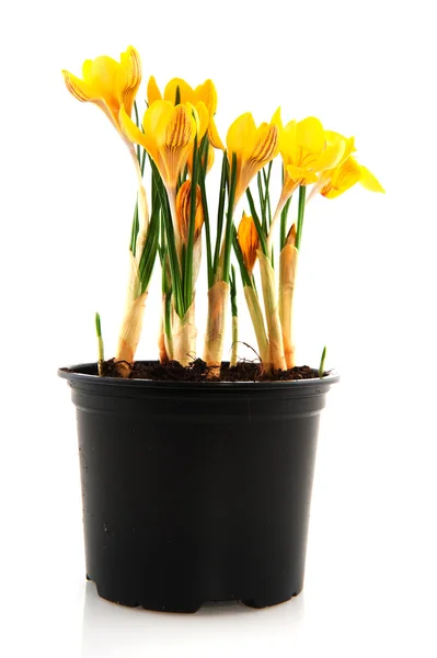 Gelbe Botanik-Krokusse — Stockfoto