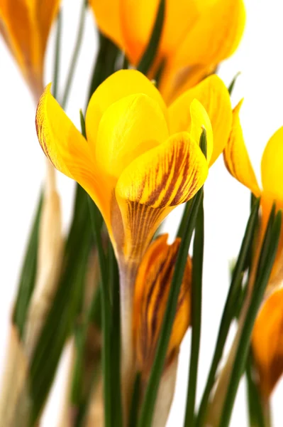 Yellow botany Crocus — Stock Photo, Image