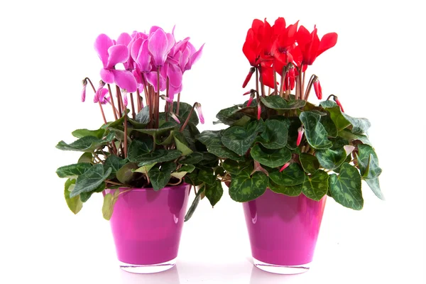 Red and pink Cyclamen — Stock Photo, Image