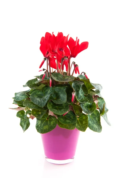 Red Cyclamen — Stock Photo, Image