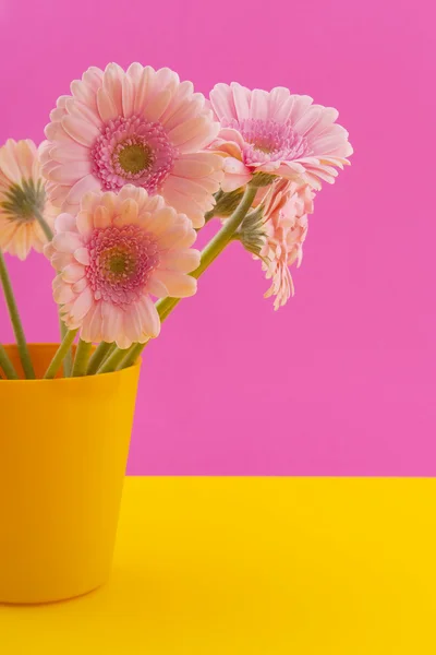 Růžová Gerbera Yellow — Stock fotografie