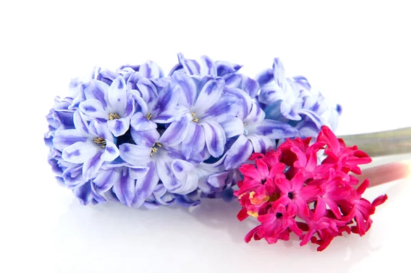 Hyacinter i blå och rosa — Stockfoto