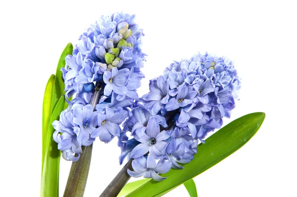 Hyacinths — Stock Photo, Image