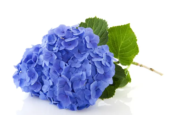 Hortênsia azul — Fotografia de Stock