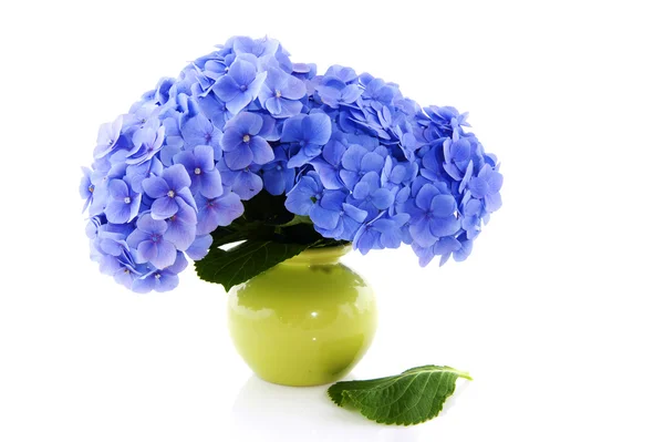 Blå hortensia i vas — Stockfoto