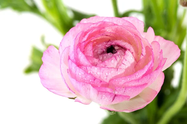 Růžový Pryskyřník — Stock fotografie
