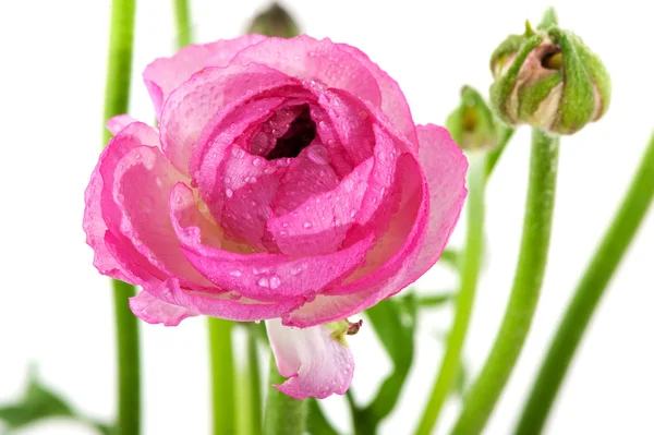 Różowy mokry butterhead — Zdjęcie stockowe