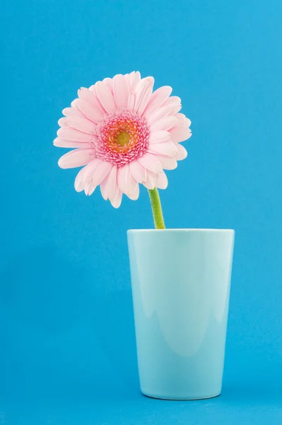 Růžová Gerbera modrá — Stock fotografie