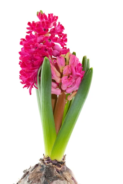 Růžový Hyacint — Stock fotografie