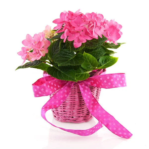 Pink Hydrangea with ribbon — Stock Photo, Image
