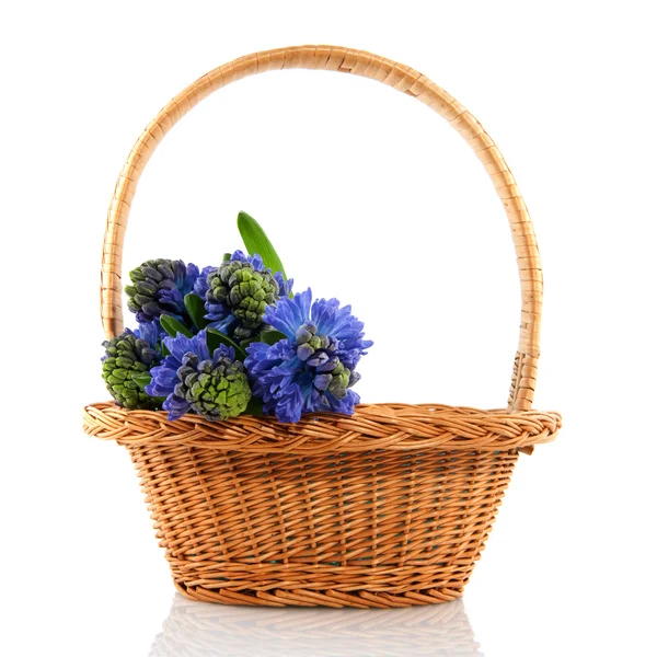 Basket with hyacinths — Stock Photo, Image