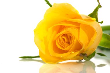 Yellow rose clipart