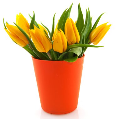 Yellow tulips clipart