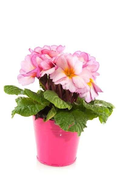 Pink Primula — Stock Photo, Image