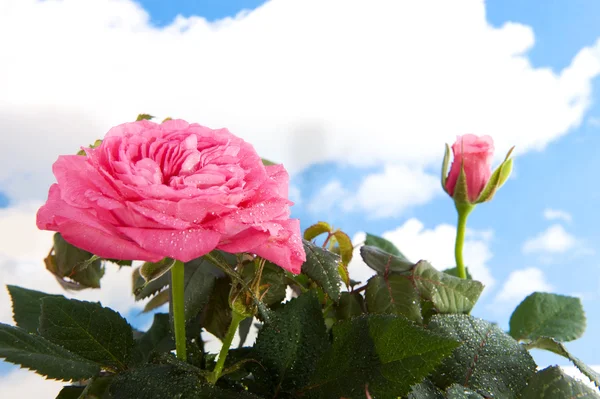 Pink rose bush — Stock Photo, Image