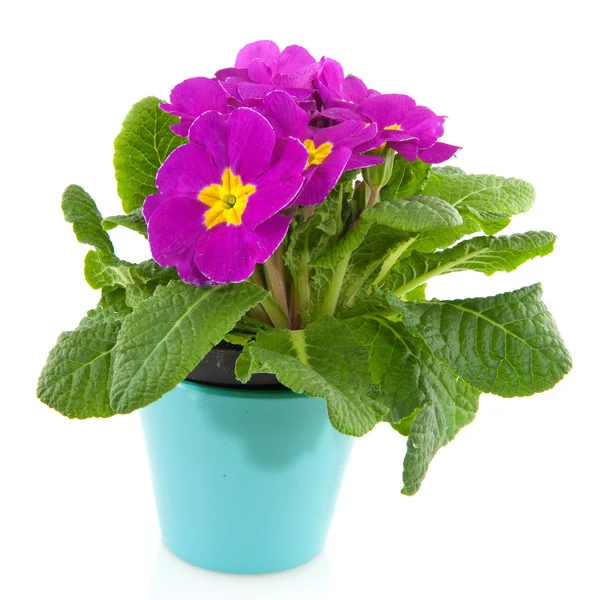 青い花鍋に紫プリムラ — ストック写真