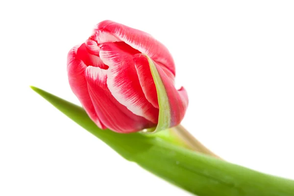 Egyetlen vörös és fehér tulipán — Stock Fotó