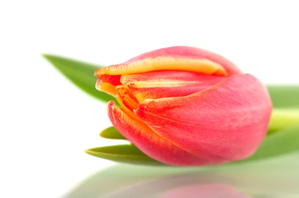 Tulipa vermelha e amarela — Fotografia de Stock