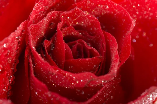 Red wet fresh rose — Stock Photo, Image