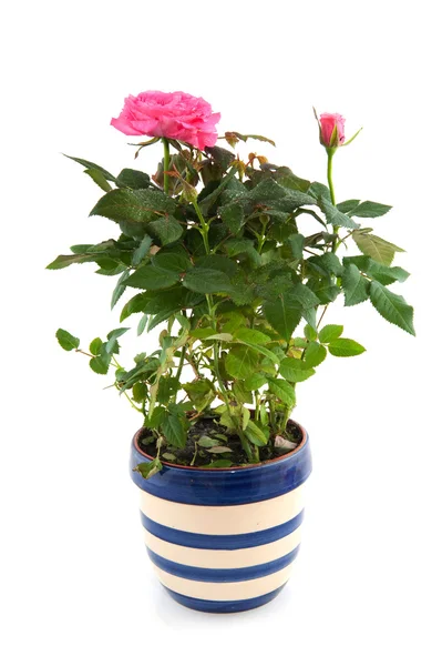 Rosa rosa arbusto em vaso de flores — Fotografia de Stock