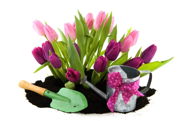 Tulipany i Karmnik — Zdjęcie stockowe