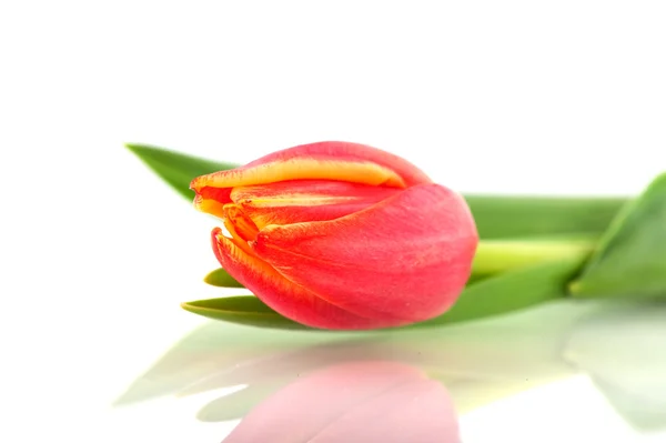 Tulip in red and yellow — Stock Photo, Image