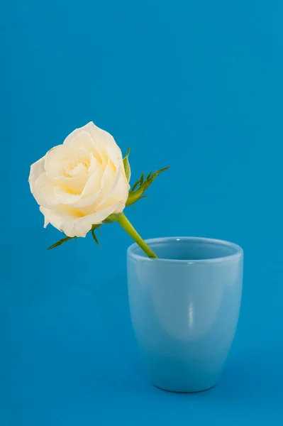 White rose on blue — Stock Photo, Image
