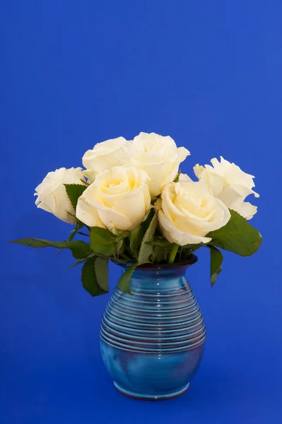 Белые розы на голубом — стоковое фото