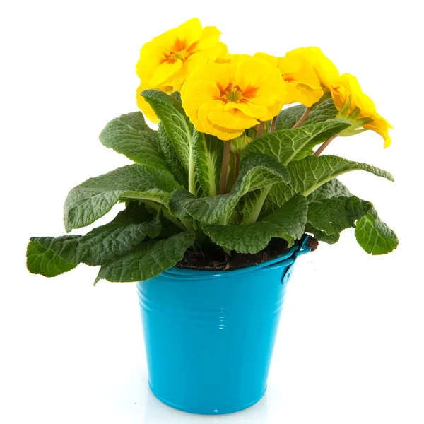 Yellow Primula in blue bucket — Stock Photo, Image