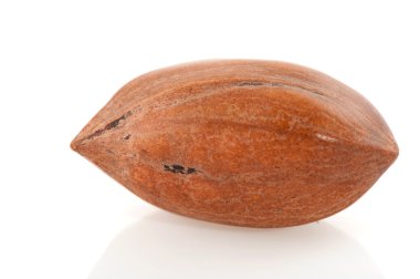 Pecan nut clipart