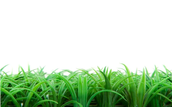 Πράσινο γρασίδι — Φωτογραφία Αρχείου