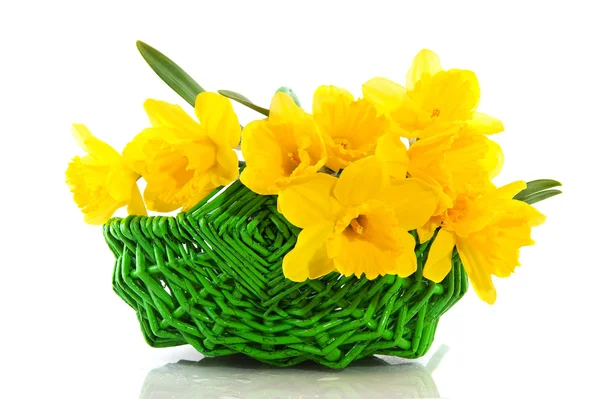Basket with daffodils — Stock Photo, Image